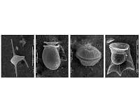 Scientists map the genetic evolution of dinoflagellates for the first time
