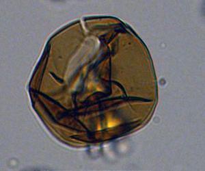 Fossils provide insight into origin of unique Antarctic ecosystem