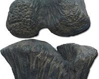 Malignant bone cancer found in ancient dinosaur fossil