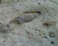 Did dinos burrow to survive harsh climate?