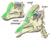 Brain Structure Provides Key To Function Of Dinosaur Crests