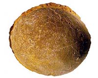 New type of dinosaur egg found in China