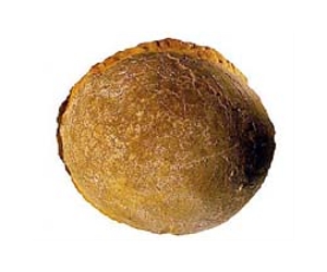 Fossil egg discovered in Spain links dinosaurs to modern birds