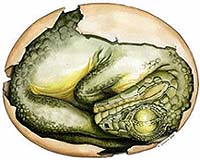 Dinosaur's dominance due to chance, study says