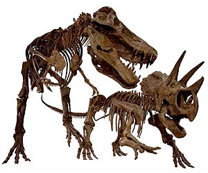 Paleontologists identify new species of 'bone-headed' dinosaur