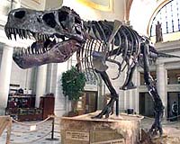 Huge dinosaur discovery in China: state media