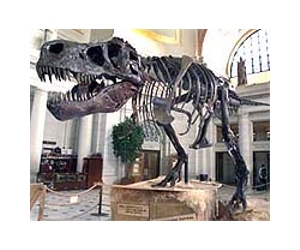 Big Tail Was Key To Speed And Hunting Prowess Of T Rex