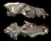 La Brea Tar Pit fossil research shows climate change drove evolution of Ice Age predators
