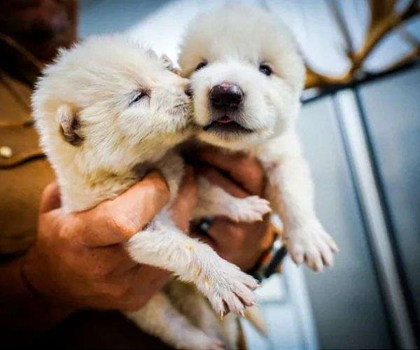 US firm says it brought back extinct dire wolves