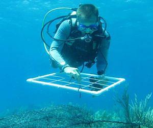 Large study shows pollution impact on coral reefs -- and offers solution