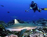 Sharks more abundant on healthy coral reefs