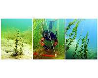 The underwater jungles of the sea give clearer water