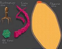 Study adds to evidence that viruses are alive