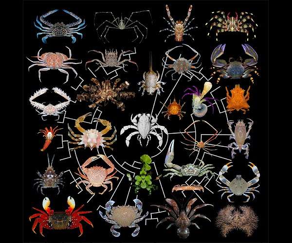 Researchers reveal true crabs' epic ancient odyssey from sea to land and back again
