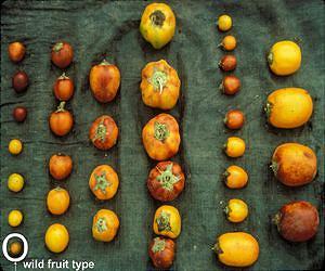 European retailers embrace crooked fruit, ugly veggies