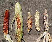 Jury awards $218 mn to farmers in Syngenta GMO corn lawsuit