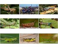 Rise of the grasshoppers: New analysis redraws evolutionary tree for major insect family