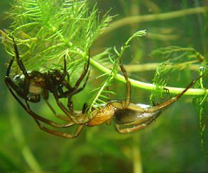 How spiders breathe under water