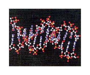 Mutation Rate Influenced DNA Sequence