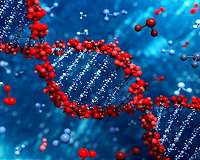 Scientists discover how and when DNA replicates