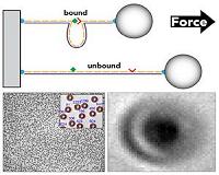 Democratizing high-throughput single molecule force analysis