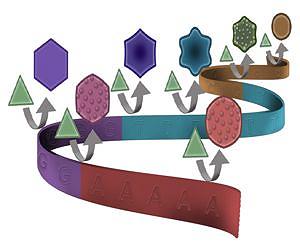 Oh, my stars and hexagons! DNA code shapes gold nanoparticles