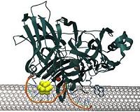 Using hybrid gold nanoclusters for enzymatic fuel cells