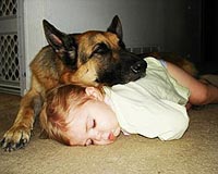 Yackety yip: Dogs do understand words, says scientist