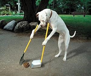 Dogs' Family Status Depends On Family's Locale