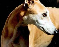 Digital Angel Announces Restructuring Program For Its Animal Identification Business