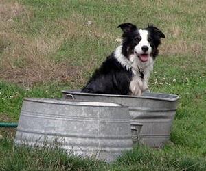 Sniffer dogs sniff out lung cancer