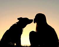 Study points to evidence of stray dogs as possible origin of SARS-CoV-2 pandemic