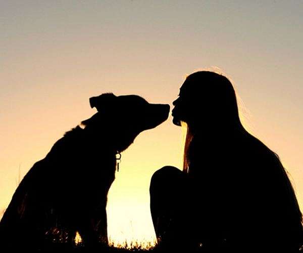 Carbon pawprint: is man's best friend the planet's enemy?