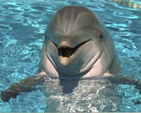 Dolphin rescues stranded whales: conservation official