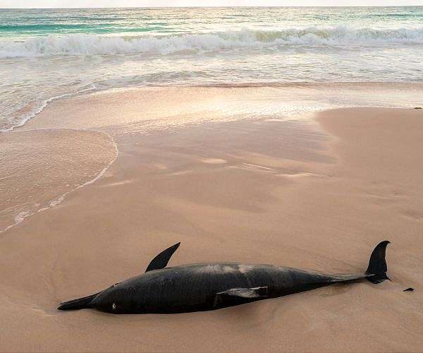Rangers to euthanise 90 dolphins stranded on remote Australian beach