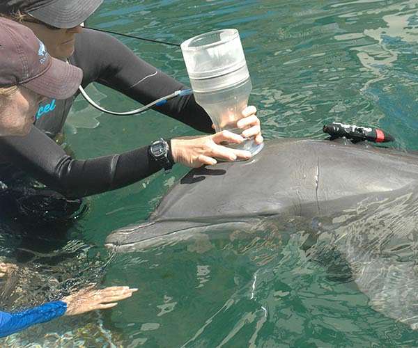 How much energy does a dolphin use to swim?