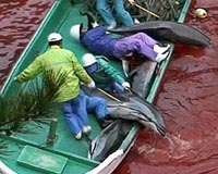 Japanese town starts dolphin hunt under global spotlight