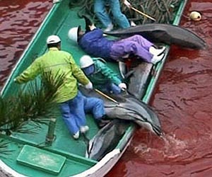 Dolphins showing up on world dinner plates