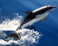 'Hundreds' of dolphins beached in Philippines