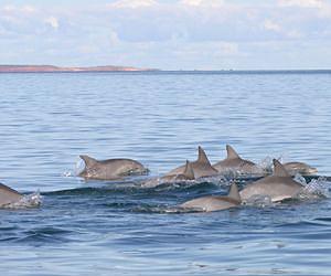 Young dolphin lures pod to safety in Australia