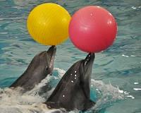 Struggling Hong Kong theme park to end dolphin shows