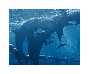 New speaker can recreate dolphin sounds