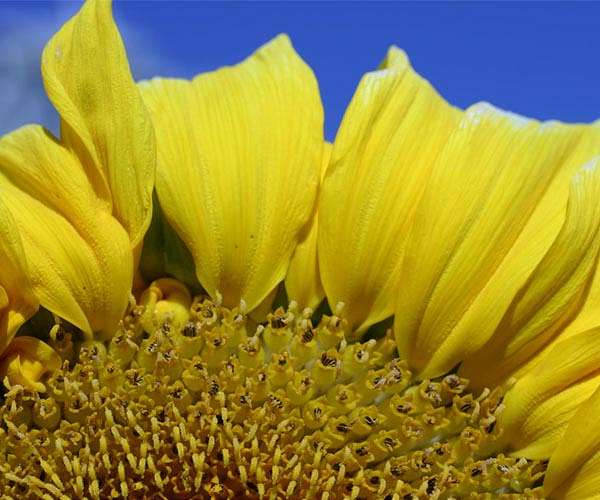 Scientists teach bees to pollinate sunflowers based on scent
