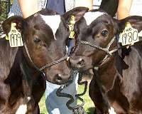 Austrian cows swap bells from 'hell' for GPS