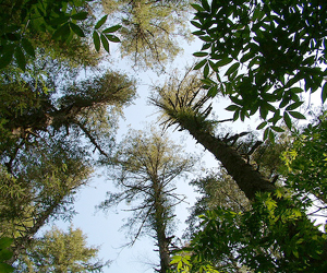 Climate change causing massive movement of tree species across the West