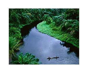 DR Congo seeks to keep its huge green lung breathing