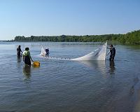 Acidification and low oxygen put fish in double jeopardy