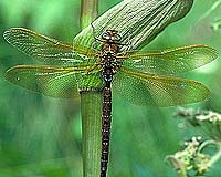 Polarized Light Pollution Leads Animals Astray