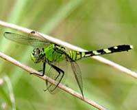 Insects Evolved Radically Different Strategy To Smell