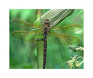 Raising Giant Insects to Unravel Ancient Oxygen
